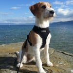 Ambra vom Chirsgarten am Bodensee, 22. Februar 2014