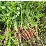 お土産のお野菜！