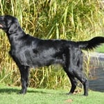 Exposition Canines Internationales Lausanne, 20.10.2012, offene Klasse: Vorzüglich 3