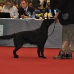 Weihnachtsausstellung, Olten, 11.12.11 Zwischenklasse, sehr gut