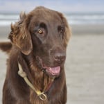 Cuba (Sanibelbreeze Cigar Brown)