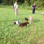 spielen mit den anderen Jagdhunden