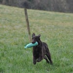 Dummy holen war natürlich für einen Jagdhund ein Muss!