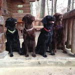 Fée, Brownie, Cappy & Kiri