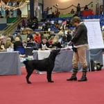 Weihnachtsausstellung Olten, 9.12.12, offene Klasse, sehr gut