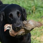Fée (Sanibelbreeze Absinthe La Fée Verte)