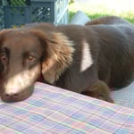 Finn (Sanibelbreeze Daytona)