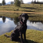 Pisco (Sanibelbreeze Enjoy Pisco)