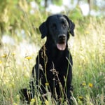 Fée (Sanibelbreeze Absinthe La Fée Verte)