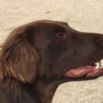 Cuba (Sanibelbreeze Cigar Brown)