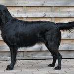 Expo La Romandie, Avenches, 23.9.2012, Offene Klasse: Vorzüglich 3