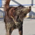 Cuba (Sanibelbreeze Cigar Brown)