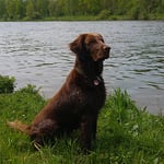 Pie (Sanibelbreeze Chocolate Pie)