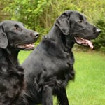 Fée und Sohn ChaskoDay (Sanibelbreeze Daily Surprise) & Chasko Prince of Heart)