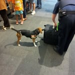 Kleiner Spuerhund bei der Gepaeck Ausgabe