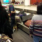 Kleiner Spuerhund bei der Gepaeck Ausgabe