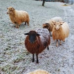 Die dunkelbraune Khala