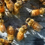 Abeilles de Nouvelle-Zélande