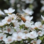 Abeille sirotant le nectar de Manuka