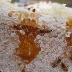 Miel de Manuka en rayon