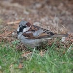 Haussperling Foto von Peter Krause