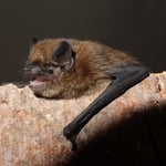 Zwergfledermaus Foto von Dr. Andreas Zahn