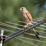 Turmfalke Foto von Peter Krause