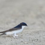 Mehlschwalbe Foto von Michael Morasch