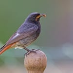 Hausrotschwanz Foto von Erich Obster