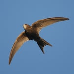 Mauersegler Foto von Tunka Zdenek