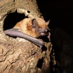 Grosser Abendsegler Foto von Dr. Andreas Zahn