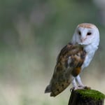 Schleiereule Foto von Michael Morasch