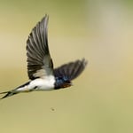 Rauchschwalbe Foto von Michael Morasch