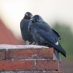 Dohlen Foto von Wolfgang Bock