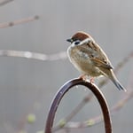 Feldsperling Foto von Wolfgang Bock