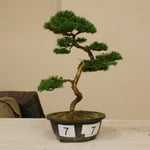 Menzione di Merito - Alessandro Geraci - Bonsai Club Rivalta