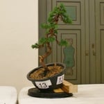 Menzione di Merito - Mauro Brocchieri - Elio's Club