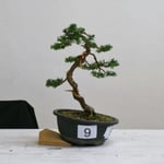 Premio 'Miglior Bonsaista' - Flavio Ambrosioni - Bonsai Club Ticino