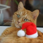 Mit mir kann man's ja machen ...