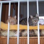 04.03.2008 - Lasst mich hier raus, ich bin ein gestresster Kater ...