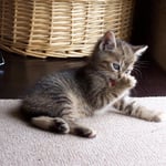 Kessy beim putzen ...