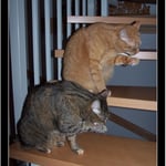 Dezember 2009 - Synchronputzen auf der Treppe ...