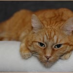 Einfach nur abhängen ...