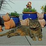 Sonne tanken auf Balkonien ...