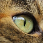 Das Auge unserer Prinzessin ...