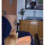 Januar 2010 - Wir schauen das Urlaubsvideo von unseren Dosis an ...