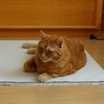 Geschirr einpacken iss jetzt nich ...