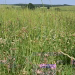 Und ringsherum ist herrlichste Natur ...