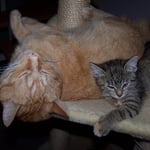 20.08.2007 - Muss das sein ...