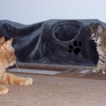 06.08.2007 - Jetzt macht sie auch noch einen Katzenbuckel zu mir ...